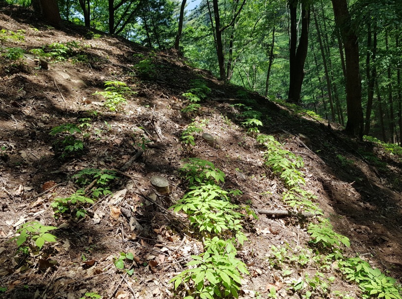 생방송투데이 이 주의 장바구니 강원도 평창 참두릅 365삼 구입 주문방법 산양삼, 오가피순, 명이나물, 고들빼기, 산더덕, 솔순, 도라지, 땅두릅