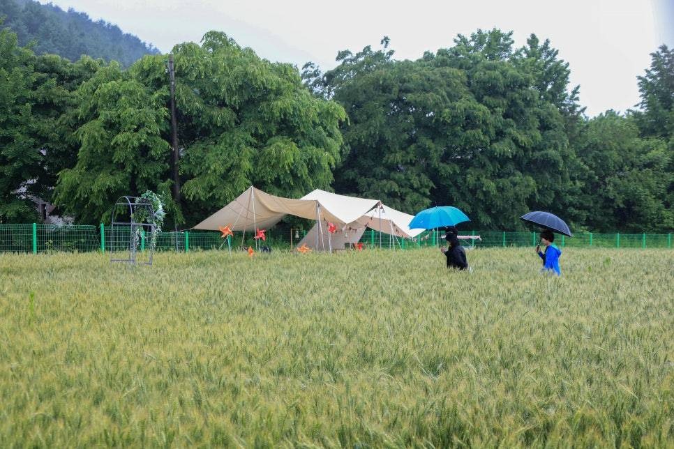 양평밀축제 기본정보