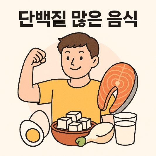 단백질 많은 음식 추천|단백질 섭취 중요성|하루 섭취량과 부작용까지