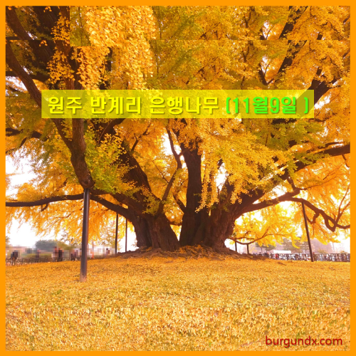 반계리 은행나무. 은행나무 숲, 은행나무 단풍, 가을 단풍