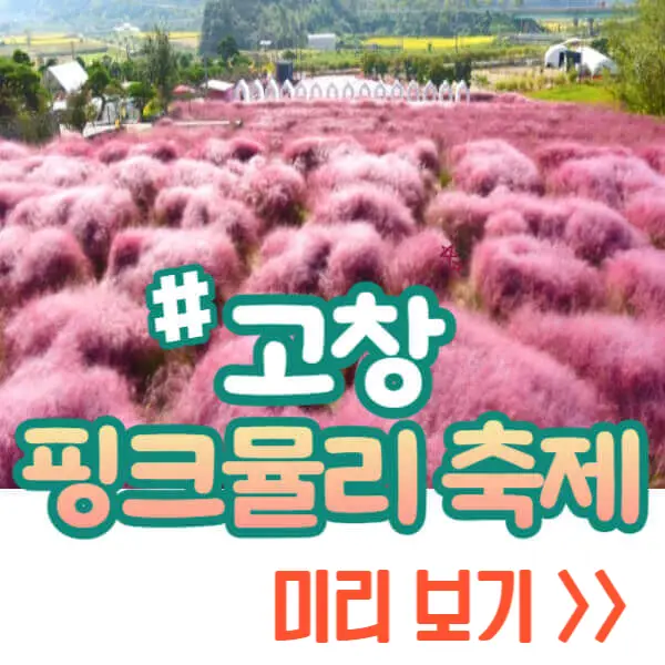 고창 핑크뮬리 축제 꽃객 프로젝트