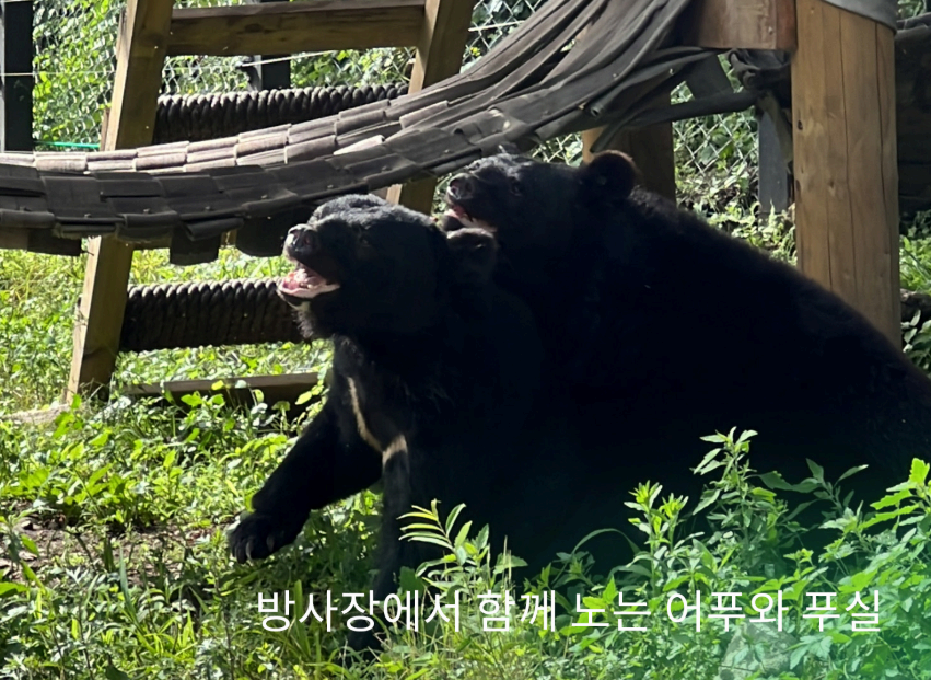 구조되어 보호소 방사장에서 머물고 있는 사육 곰