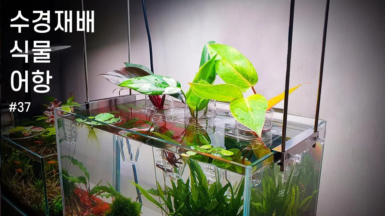 물에서 키우는 실내 식물 추천_3