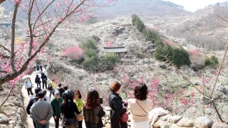 광양 매화축제기간 주차장 개화상황 2025년