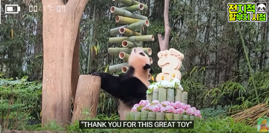 푸바오 생일잔치 판다 번식기