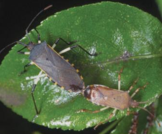 노랑배허리노린재