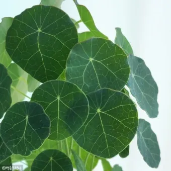 화분 노랗게 변함 원인 영양부족 과습해결 비료주기 조절 방법_17