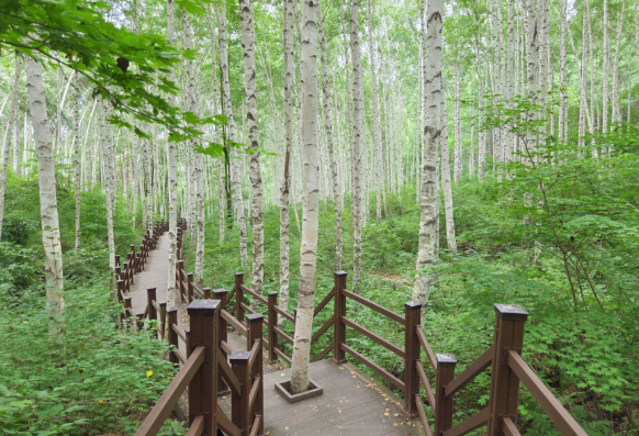 원대리 자작나무 숲