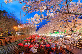 2025년 봄나들이 추천! 전국 가볼 만한 명소 Best 8