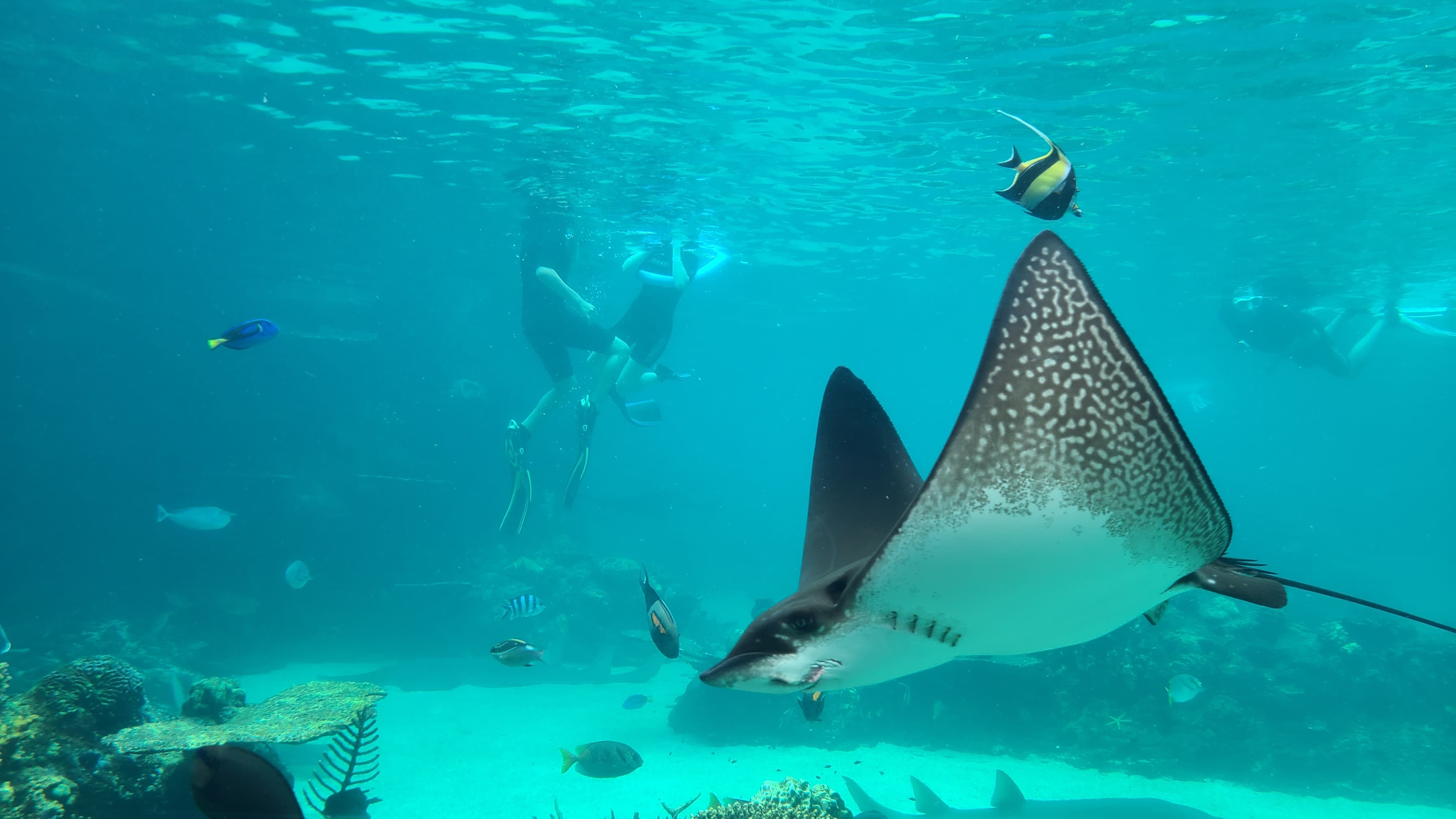 시월드-아쿠아리움-스쿠버다이빙-경험중인-사람