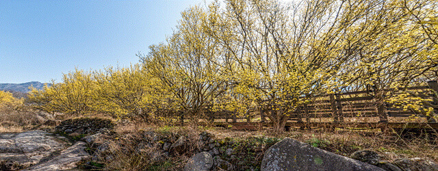 24년 구례 산수유꽃축제 주차 개막공연 일정 CCTV