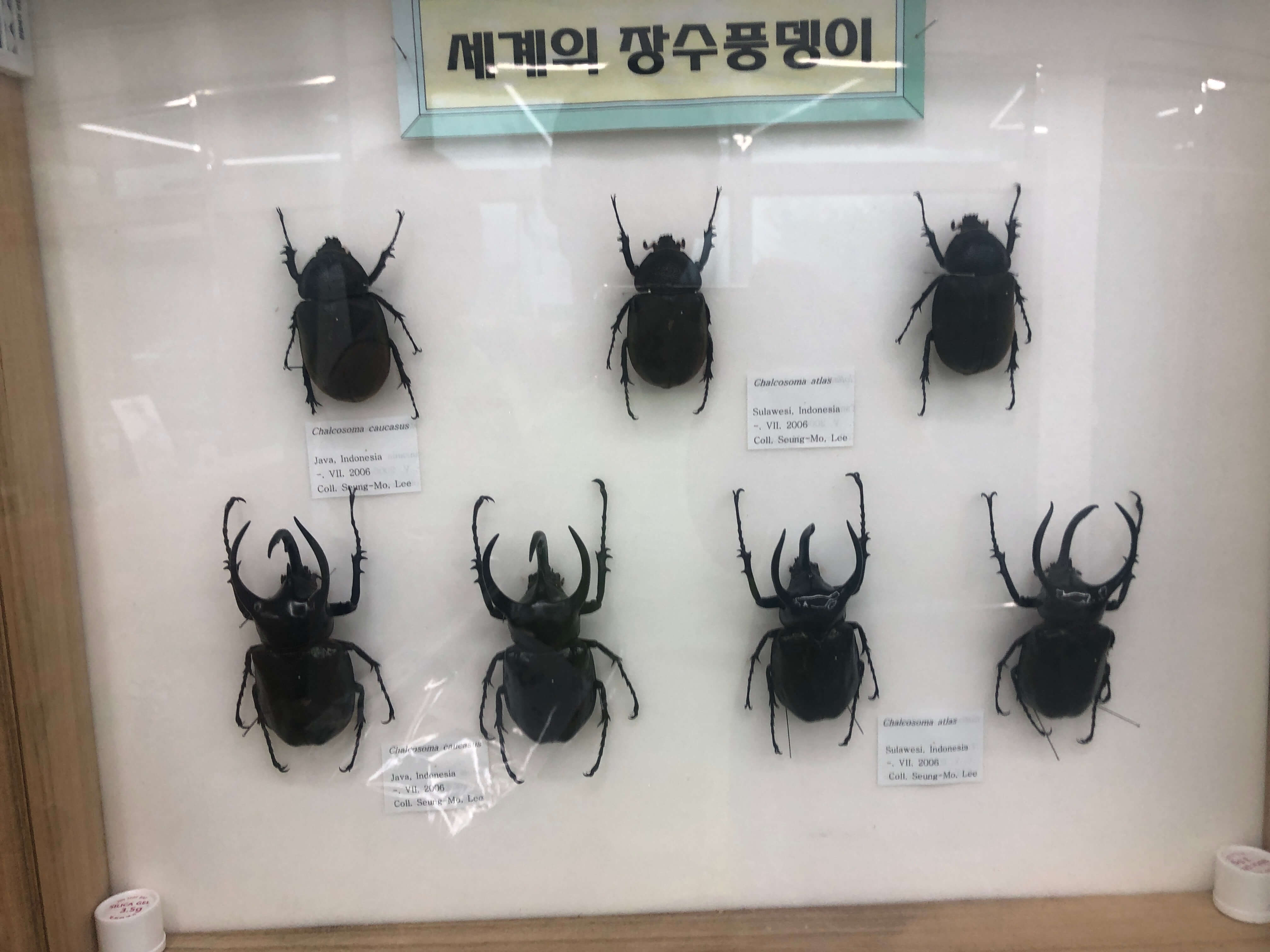민수랜드-남해나비생태공원-세계의장수풍뎅이