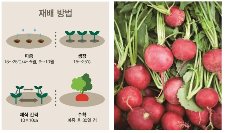 래디시 재배 직파 요령 솎아주기 토양 pH 맞추기_1