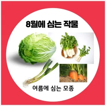 8월에 심는 작물 종류와 늦기 전 파종법 추천_13