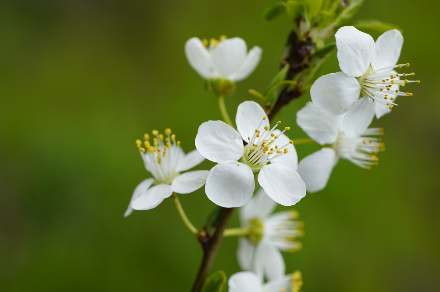 2025 진해군항제 셔틀버스&amp;#44; 볼거리&amp;#44; 벚꽃개화 시기 총정리