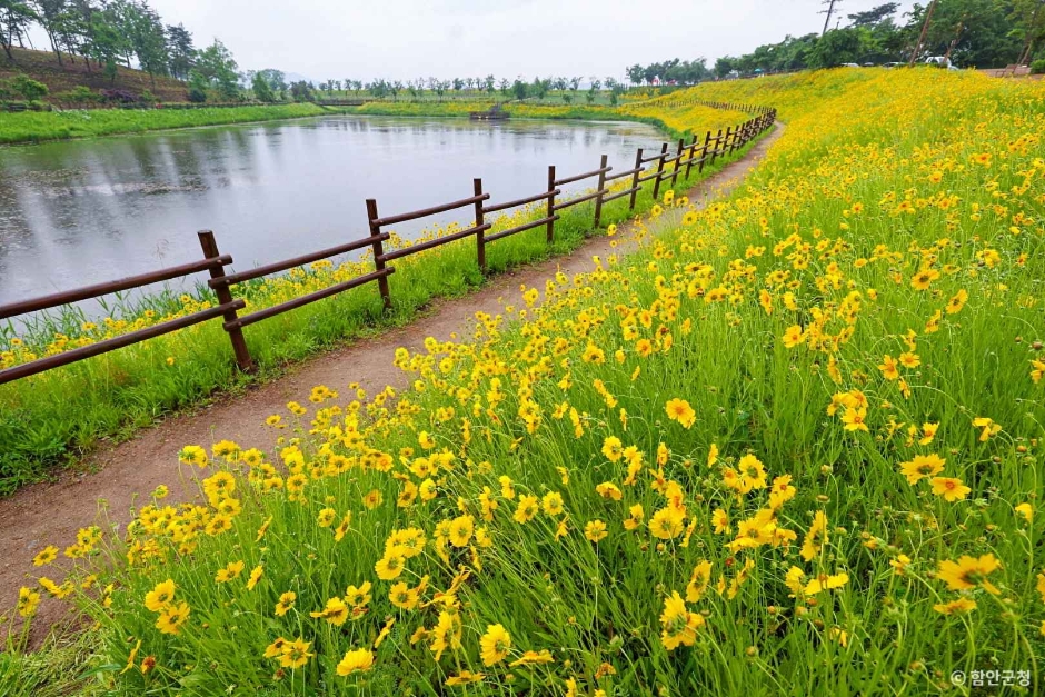 함안 악양생태공원 금계국