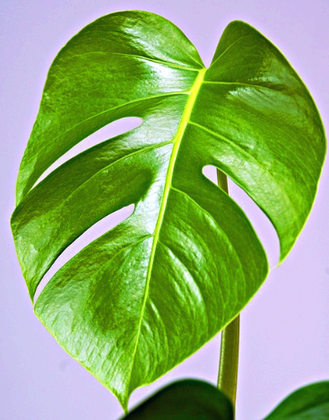 Monstera Deliciosa