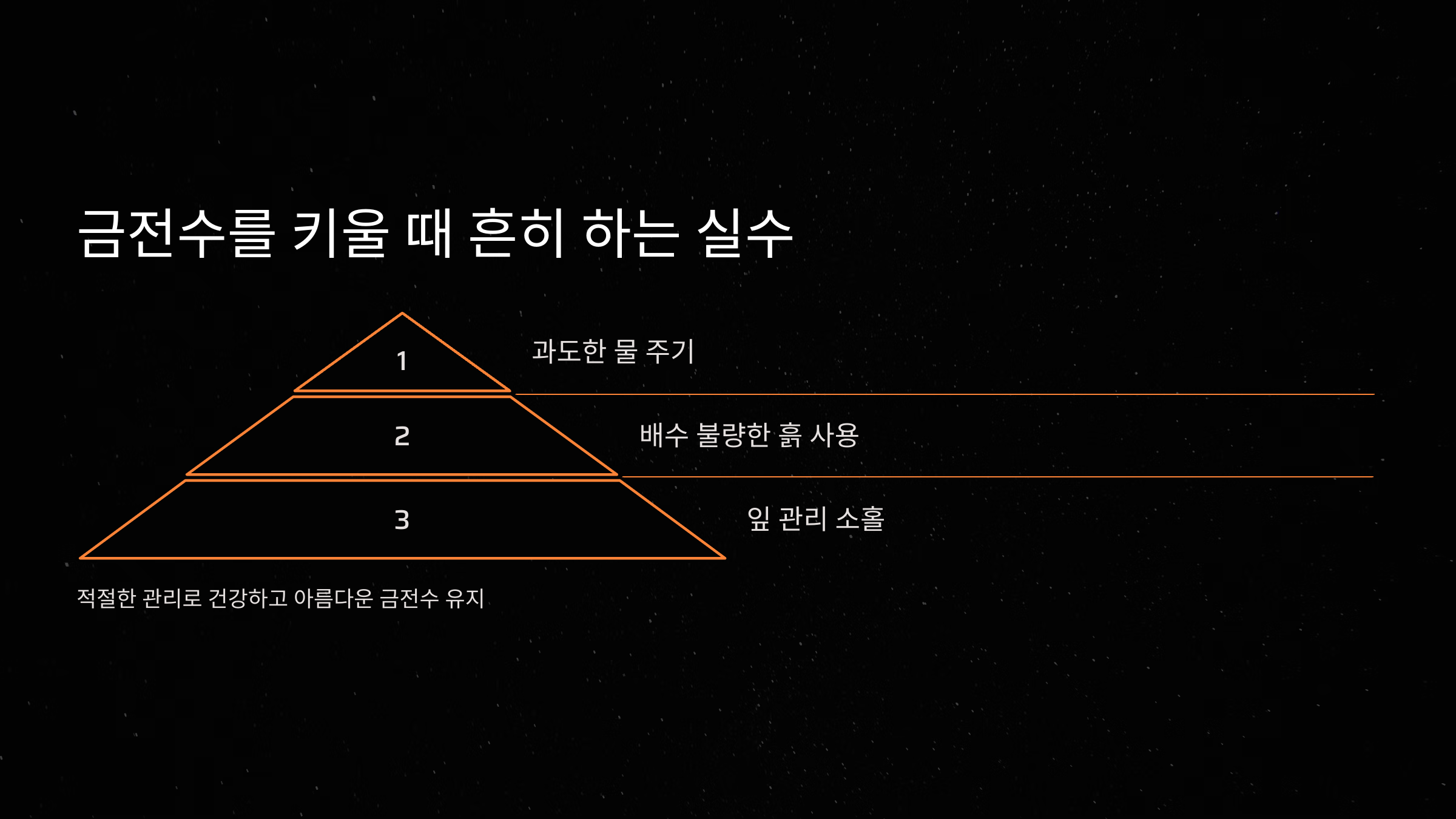 금전수를 키울 때 흔히 하는 실수