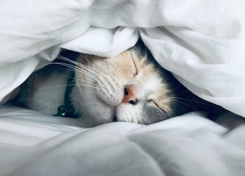 비타민D 결핍 부족하면 증상 어지럼증 가려움, 해결 음식