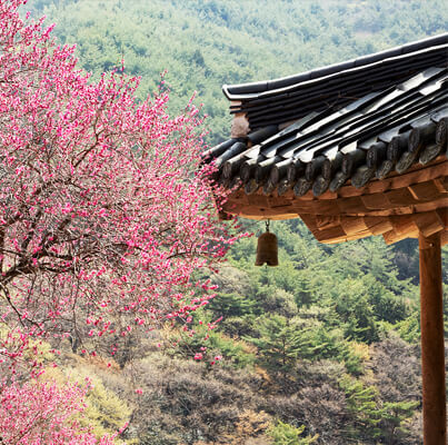 구례 산수유꽃 축제