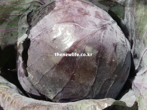 다양한 영양소가 꽉 차 있어 피로 회복과 면역력 강화 효능이 뛰어난 신선한 적양배추의 클로즈업 사진