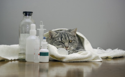 약병과 고양이.