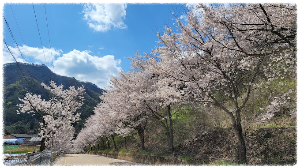 부귀리벚꽃길