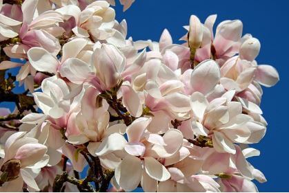 비염에-좋은-차-섭취-방법2