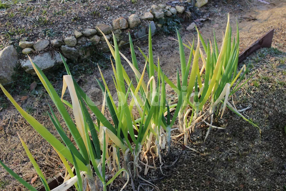 텃밭 대파 키우는 방법 파종 시기_5