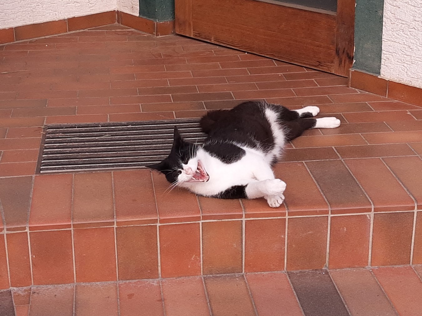 Ehrenbach cat laughing.jpg
