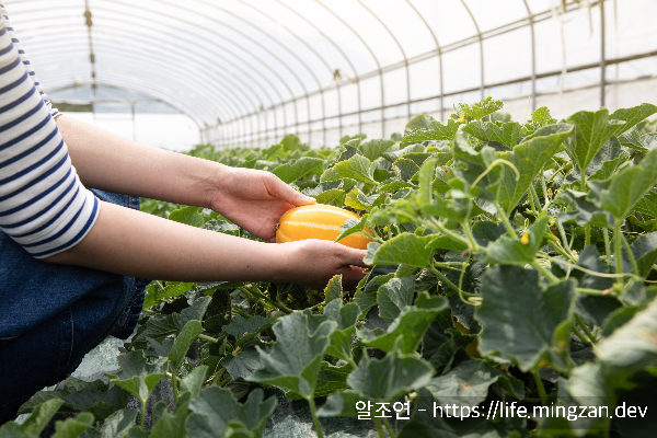 비닐하우스에서 키우는 참외