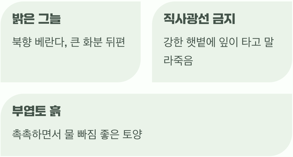 천남성을 위한 최고의 명당