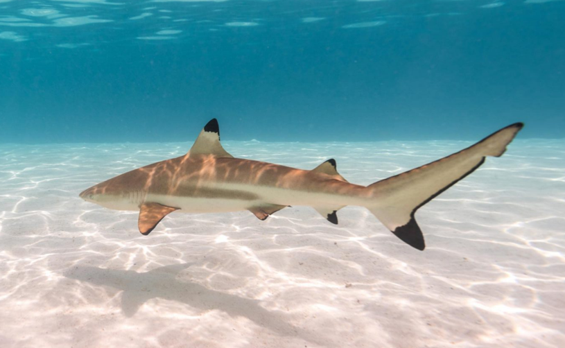 블랙팁 리프 샤크(Black-tip Reef Shark)
