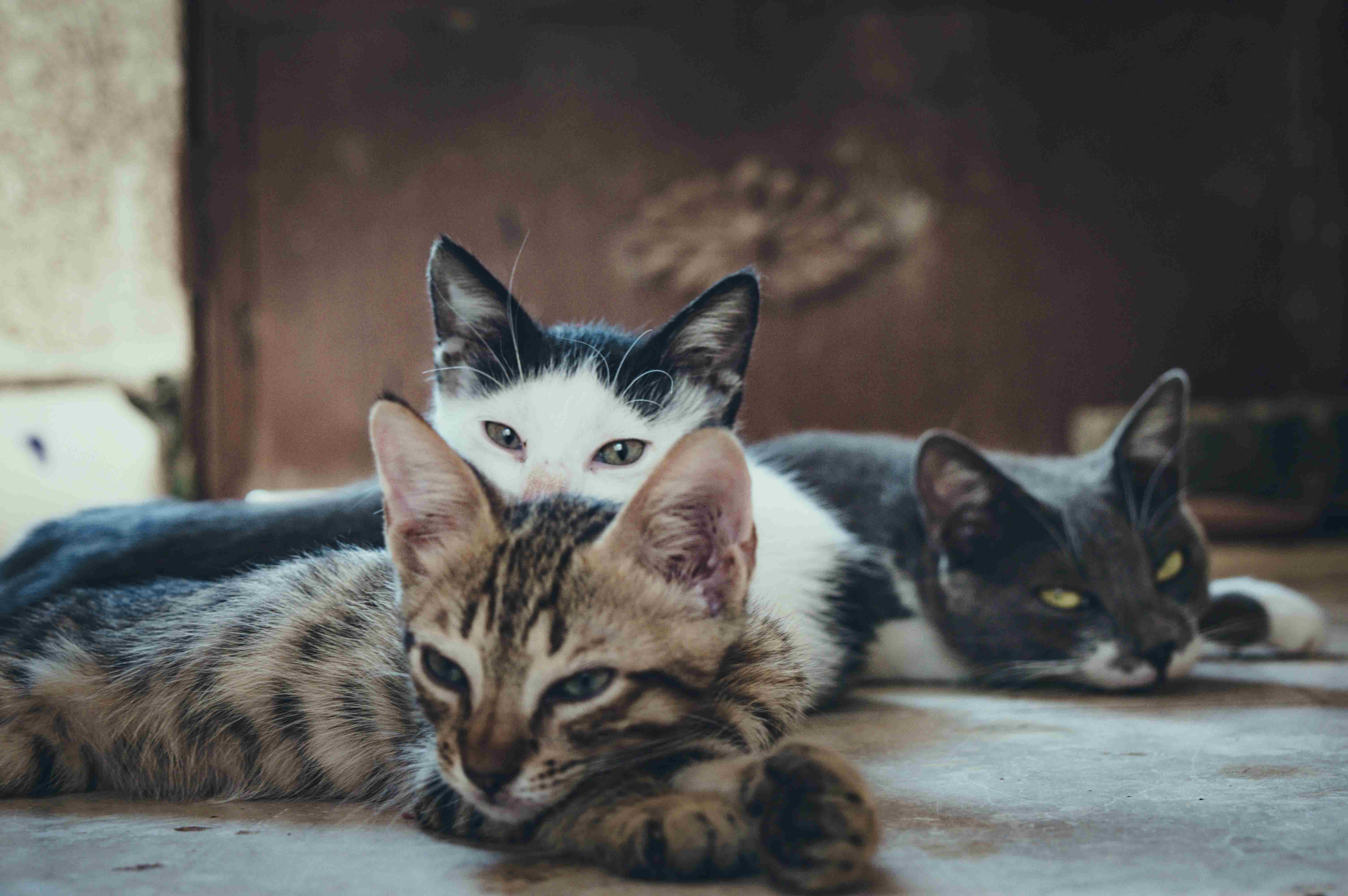 고양이 신경병증