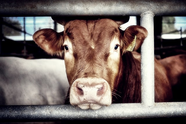 축산물 위생교육