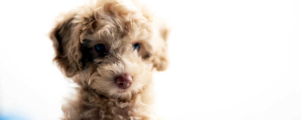 새끼 강아지 키우는법 28 이미지