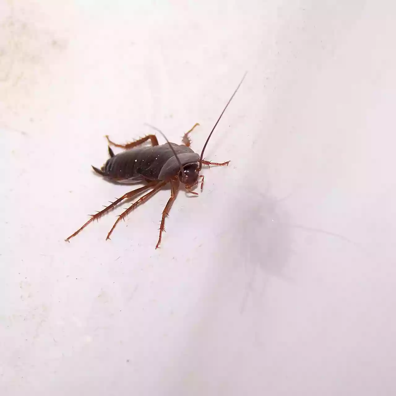 바퀴벌레