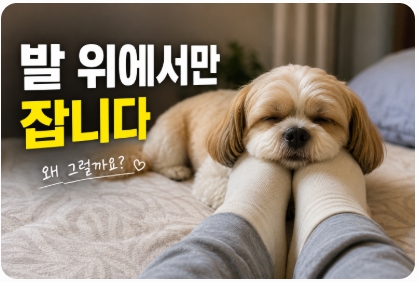 반려견 자는 모습을 표현한 이미지