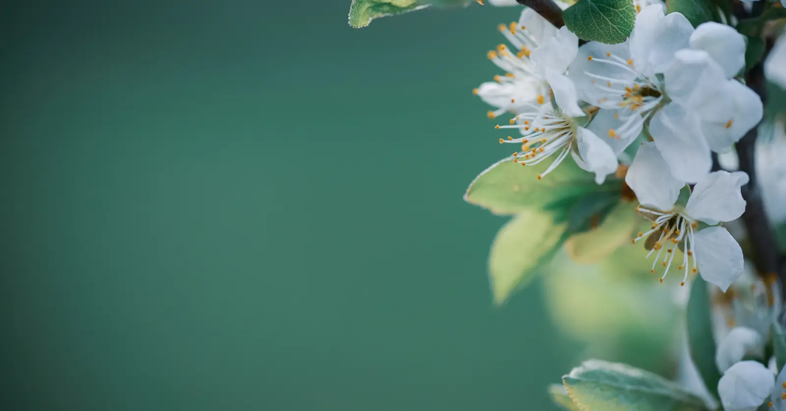 꽃이름 알려주는 어플