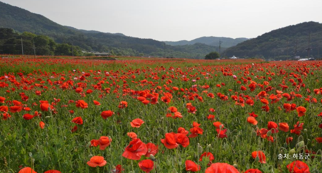 북천 꽃양귀비축제