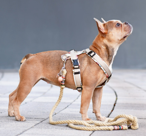 강아지 디스크, 수술만 답일까? 초기 증상&middot;관리&middot;예방법 총정리