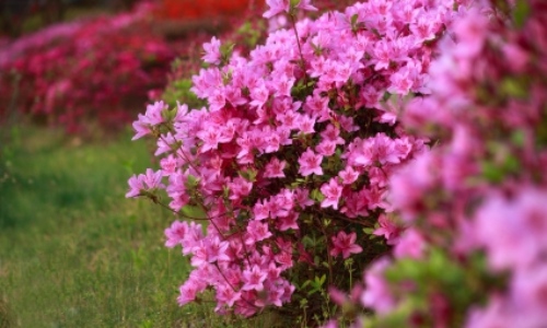 군포 철쭉축제 초대가수