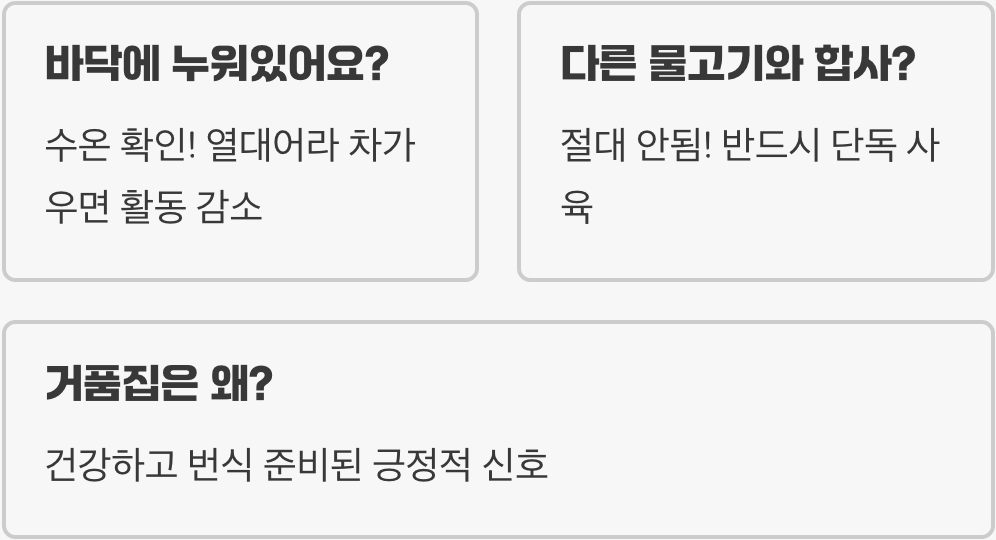 물속의 드레스, 하프문베타가 최고의 관상어인 이유