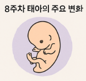 8주차 태아