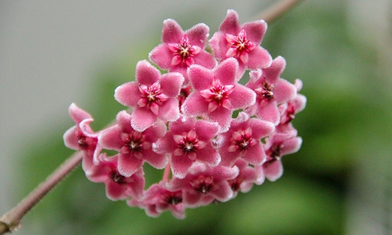 아름다운 자태 매력적인 향기 호야꽃 특징/종류/향기/꽃말/의미/인테리어