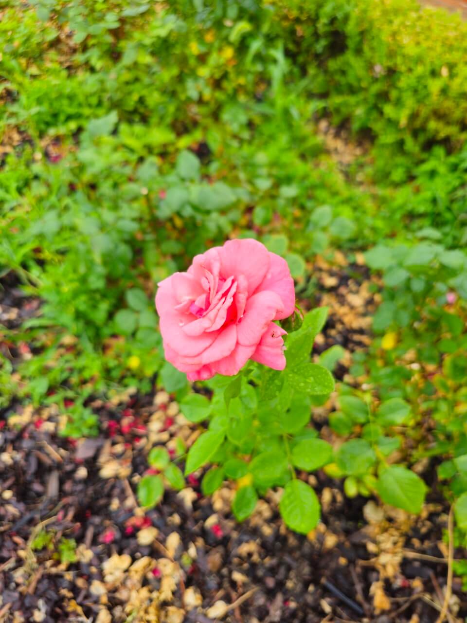 선진국 대학의 장애인 연구 지원정책