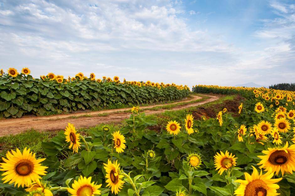 강주 해바라기 마을