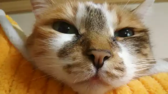 고양이가-지긋이-바라보고있다.