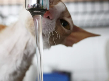 고양이 신부전 증상과 원인 놓치기 쉬운 신호들 총정리
