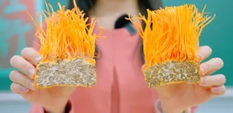 약용식물 동충하초 자연의 신비 건강 효능과 활용_4